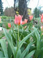 tulipny16