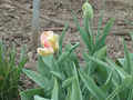 tulipny17