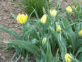 tulipny19