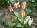 tulipny22