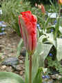 tulipny28