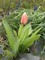 tulipny32