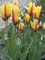 tulipny33