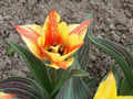 tulipny9