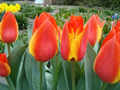 tulipny-kvty1