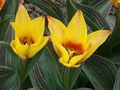 Tulipny BZ 2007