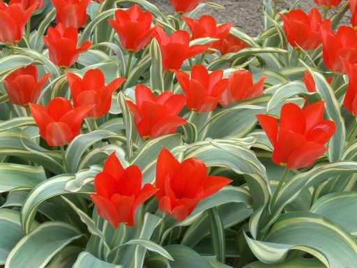 tulipny12