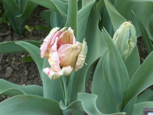 tulipny18
