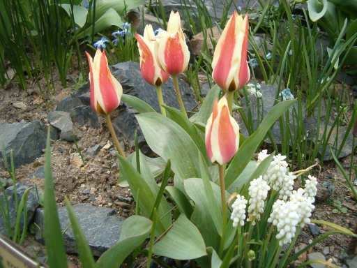 tulipny22