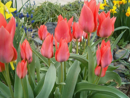 tulipny23