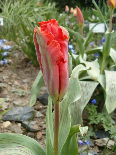 tulipny28