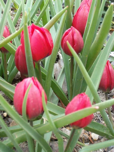 tulipny31