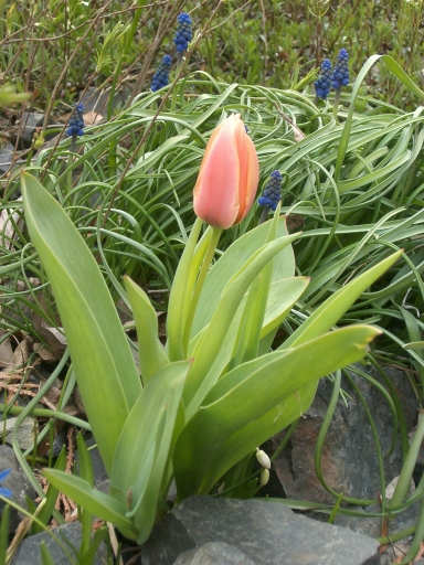 tulipny32