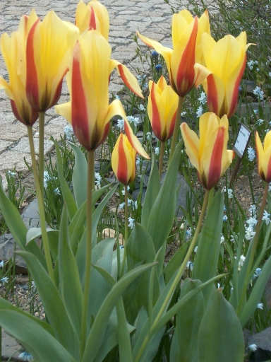 tulipny33