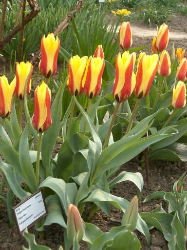 tulipny3