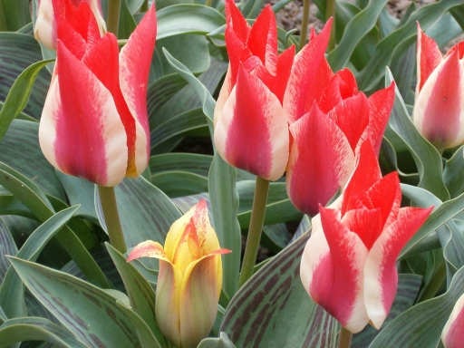 tulipny6