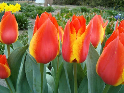 tulipny-kvty