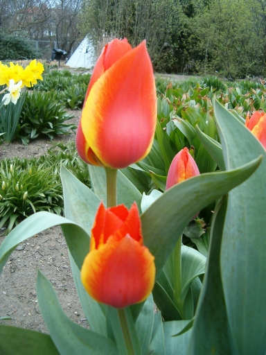 tulipny