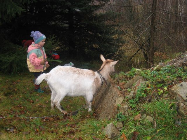 Maruka pase v prosinci