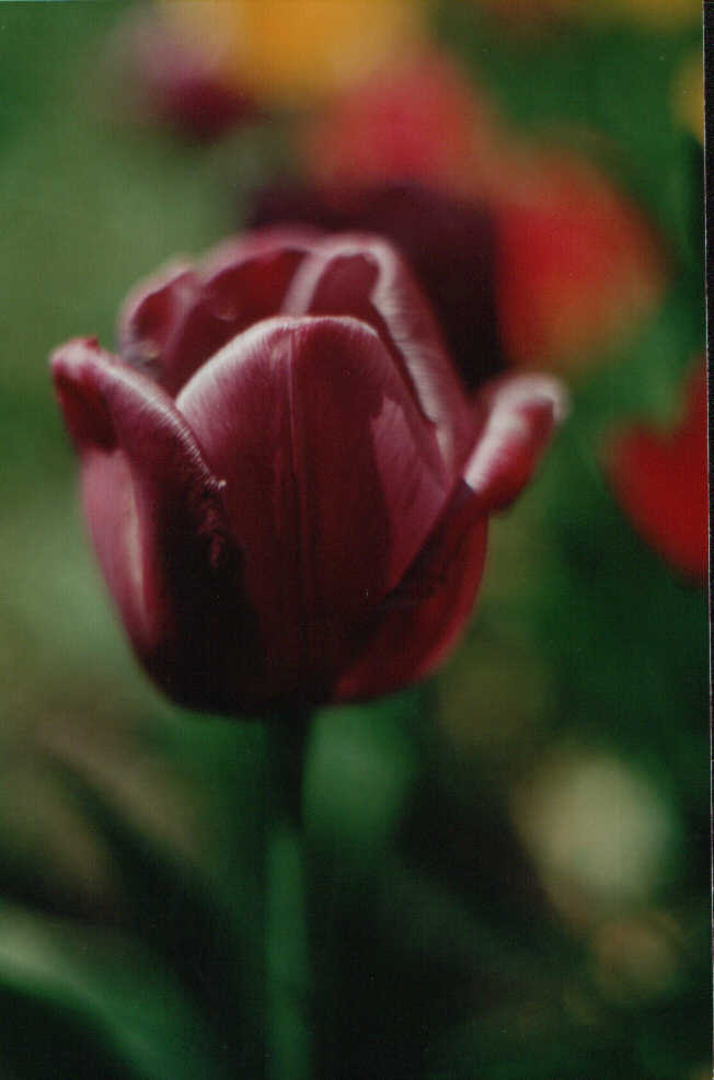 Tulip fialov