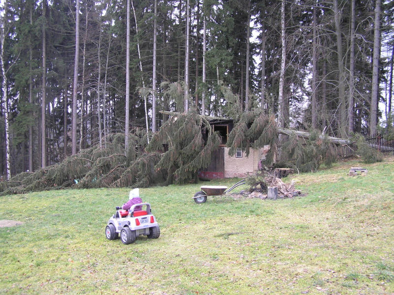 Kjek a spadlej smrk na zahrad