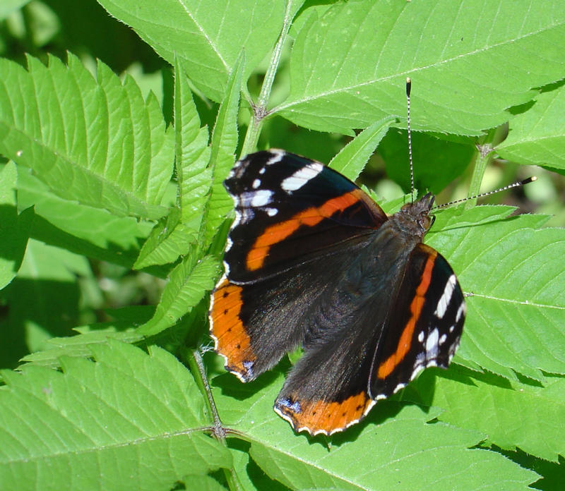 babka admirlska