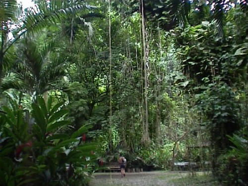 jungle