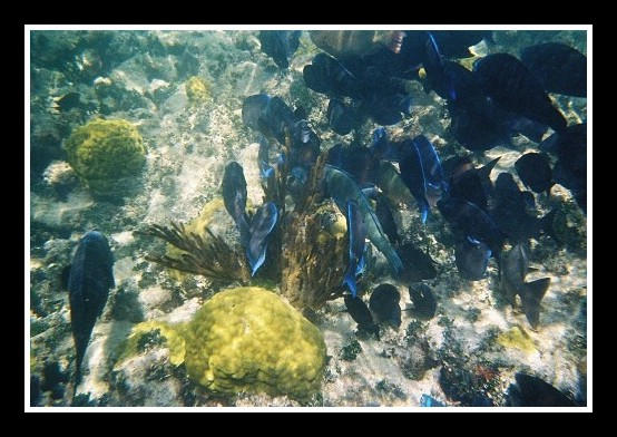 Pod vodou to byla nadhera, korali a spousta ryb