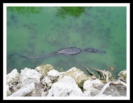 Volne zijici aligatori v Everglades