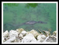 Volne zijici aligatori v Everglades