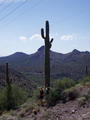 Se Skubou pod kaktusem, Arizona
