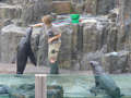 Seal show in ZOO