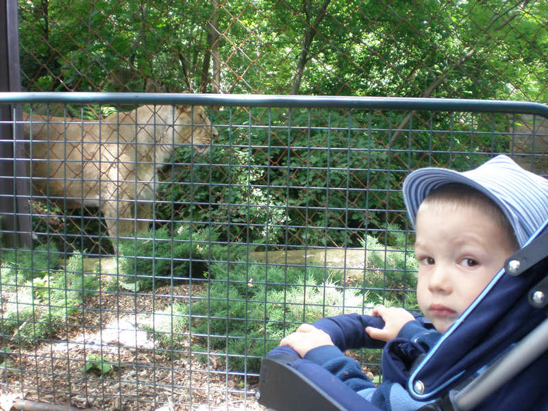 Na vlet v zoo - Sebi se lvic