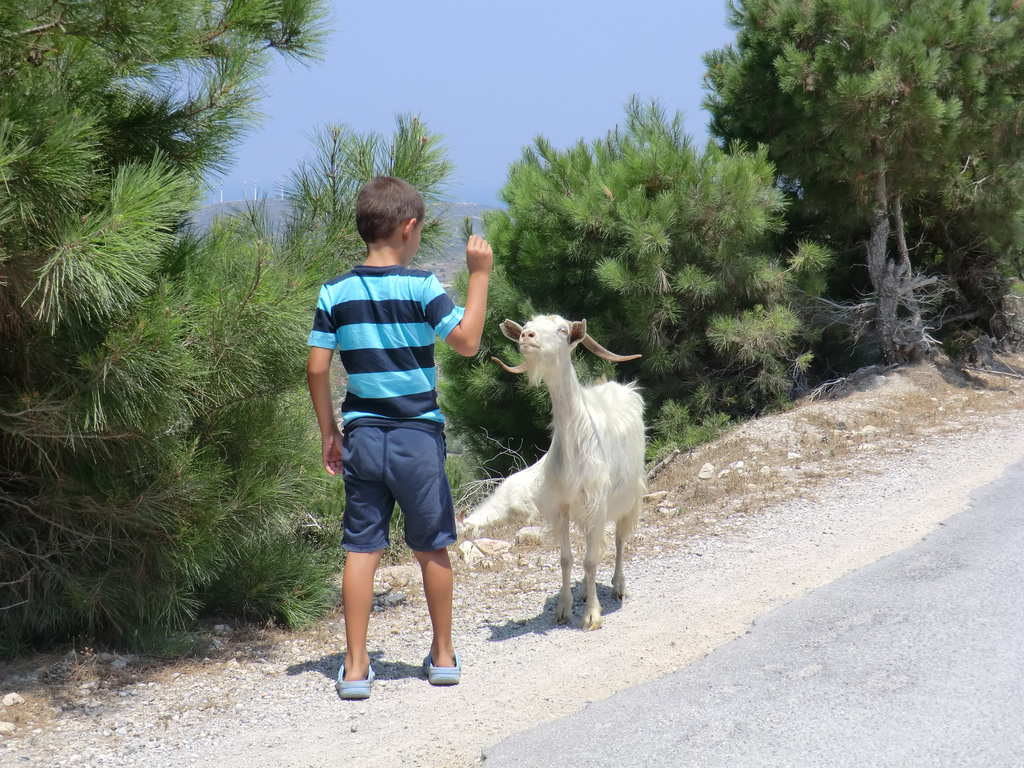 Cestou jsme vidli spoustu koz II.