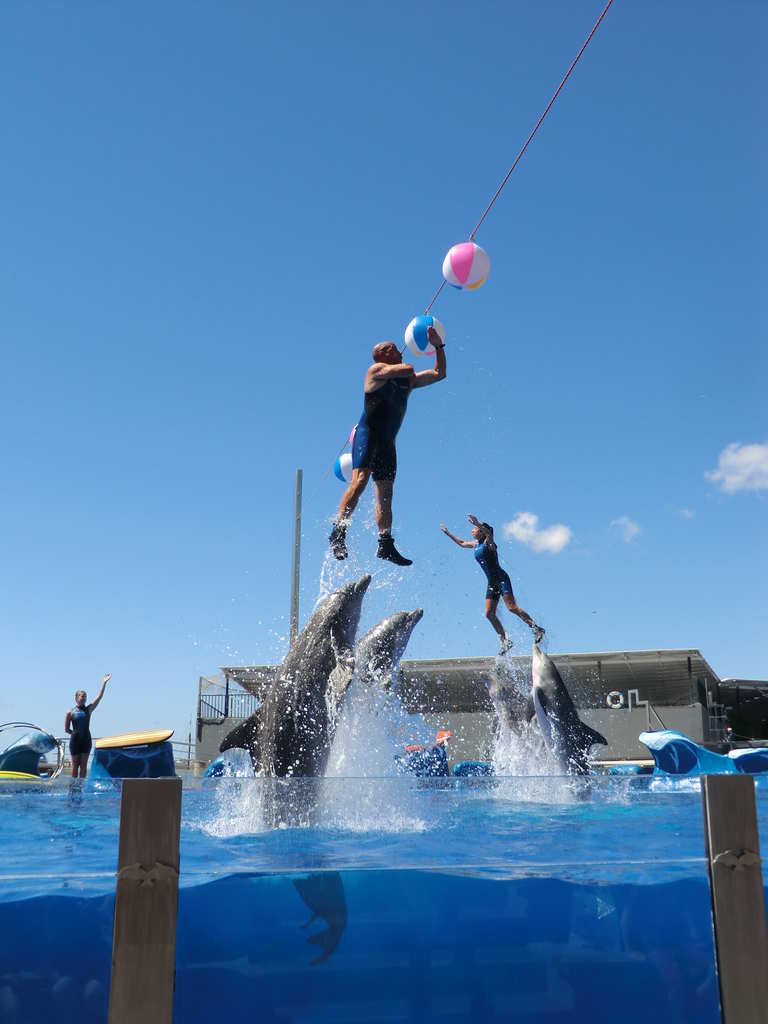 Vlet do Delfinria Marineland V.