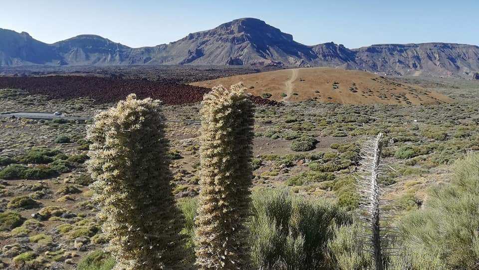 Nrodn park Teide IV.