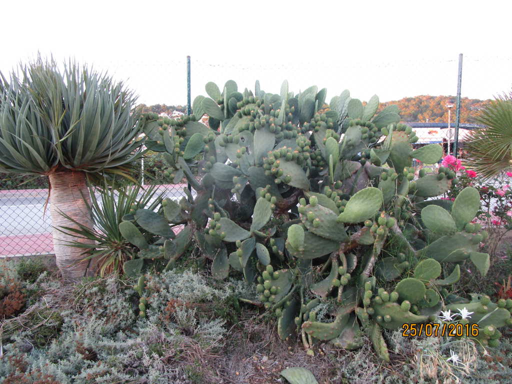 Lbily se nm i tyto kaktusy