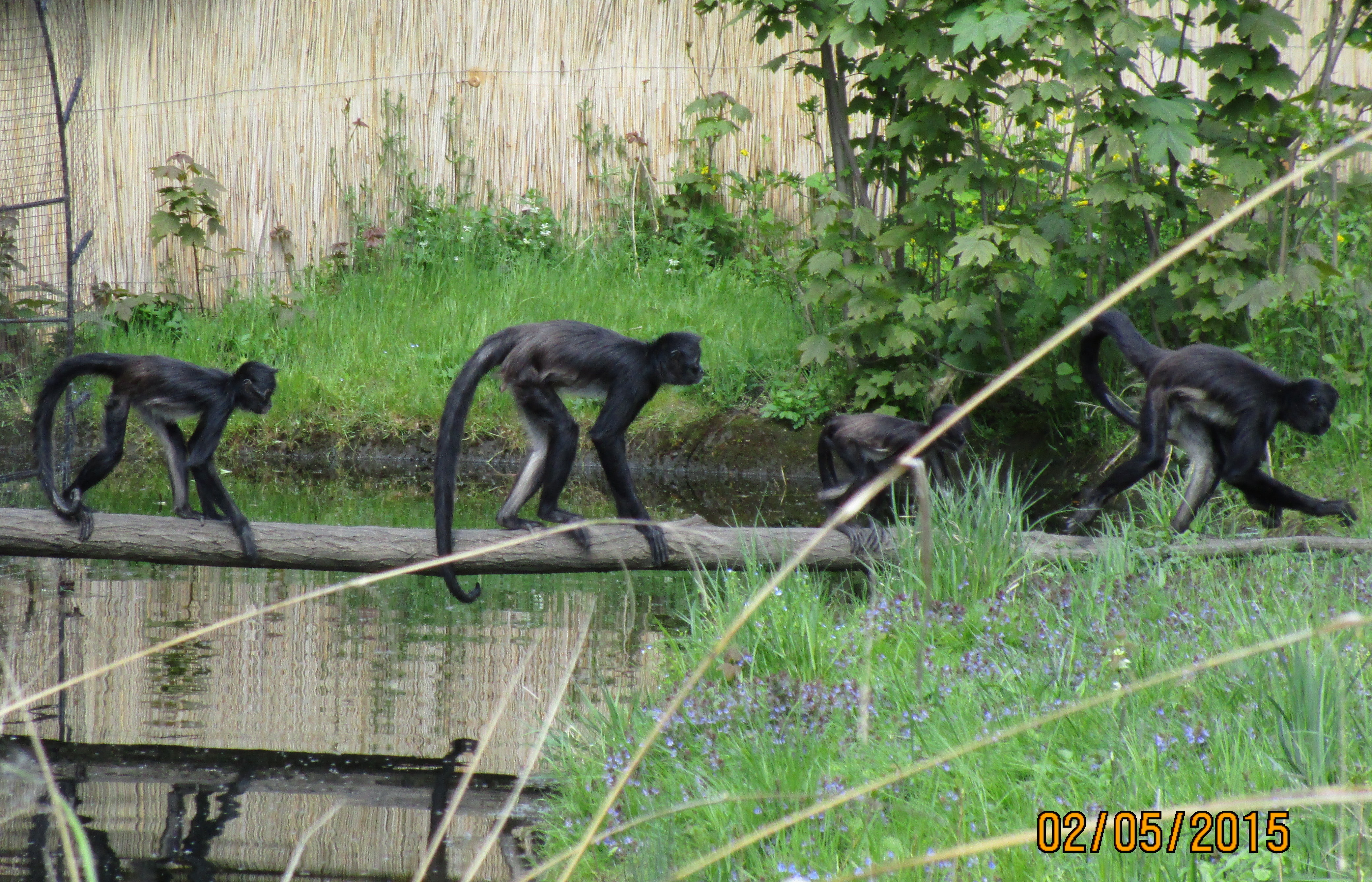 ZOO Praha II.