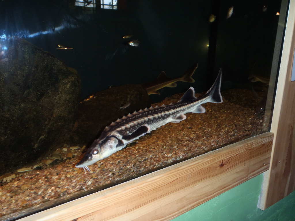 Vstava sladkovodnch ryb na Orlku II.