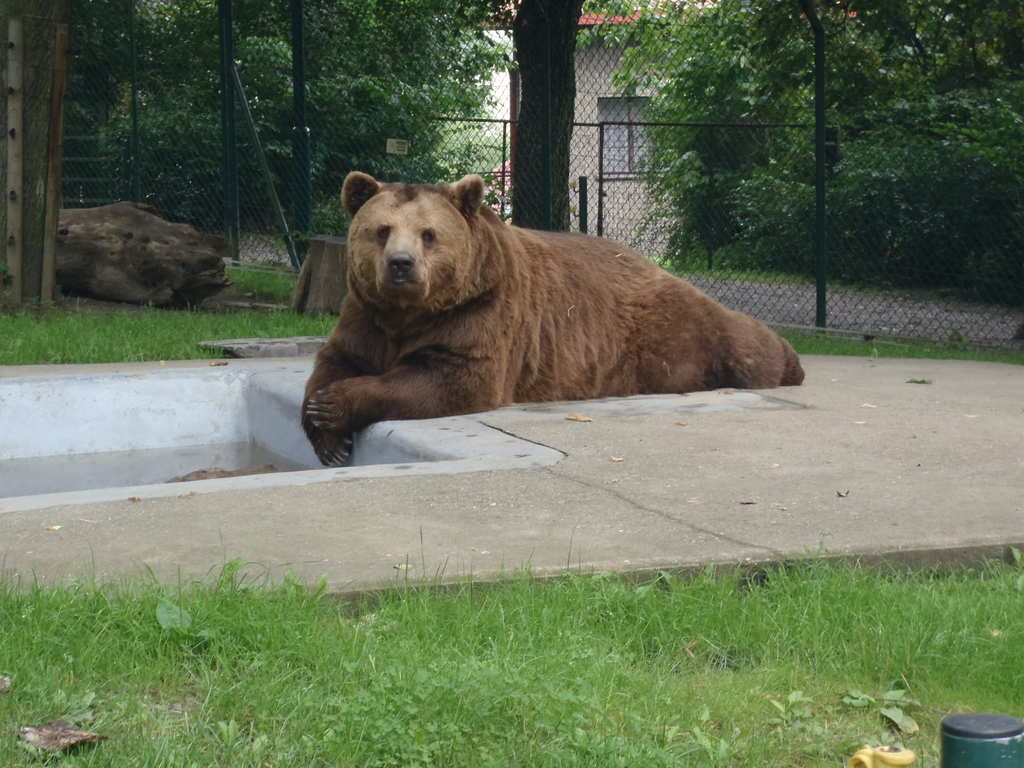 U berounskch medvdk