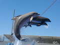 Vlet do Delfinria Marineland