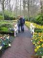 Keukenhof VI.