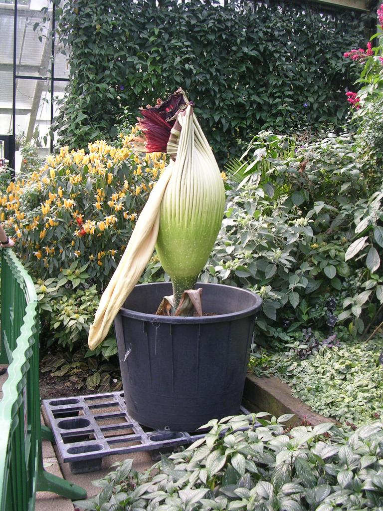 Kvt ohromn - Titan Arum