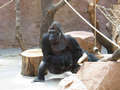 ZOO - iv Richard :-)