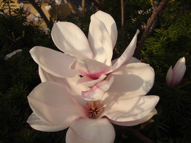 Magnolie