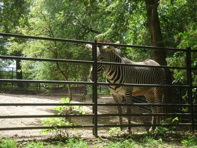 zebra