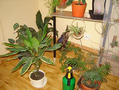 dracena-palmika  atd.