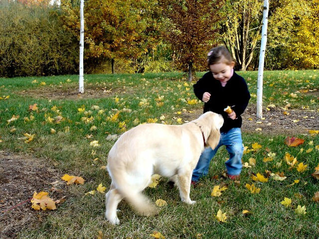 training a dog....actually the puppy is eating my sendvich