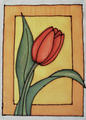 Tulipn v obdlnku 2