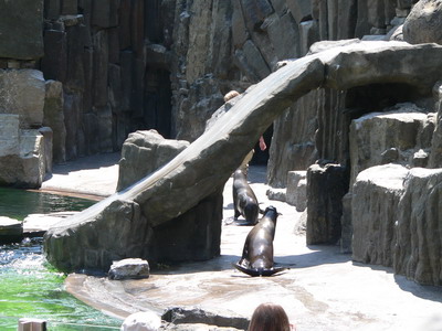 Lachtani ZOO Praha